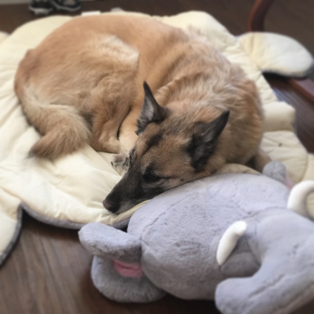 Sometimes you just need a nap